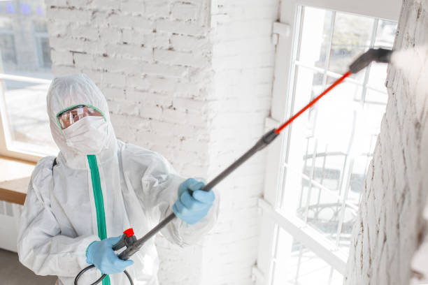 Why Insulation Removal is Key to Mold Prevention